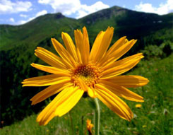 アルニカ・モンタナ