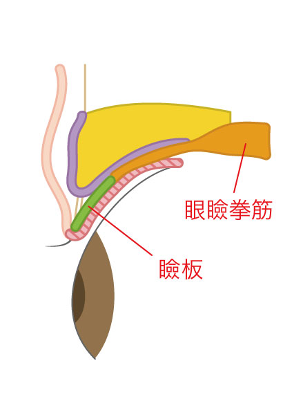 目を開ける眼蓋時、眼瞼挙筋が瞼板を引っ張り、まぶたが上に開きます